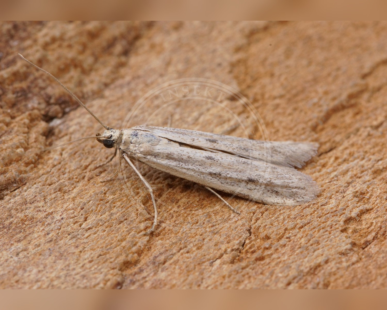 Her ses et billede af arten Homoeosoma nebulella. Fotoet er taget af Ben Sale og hentet fra Wikimedia Commons (CC BY 2.0).