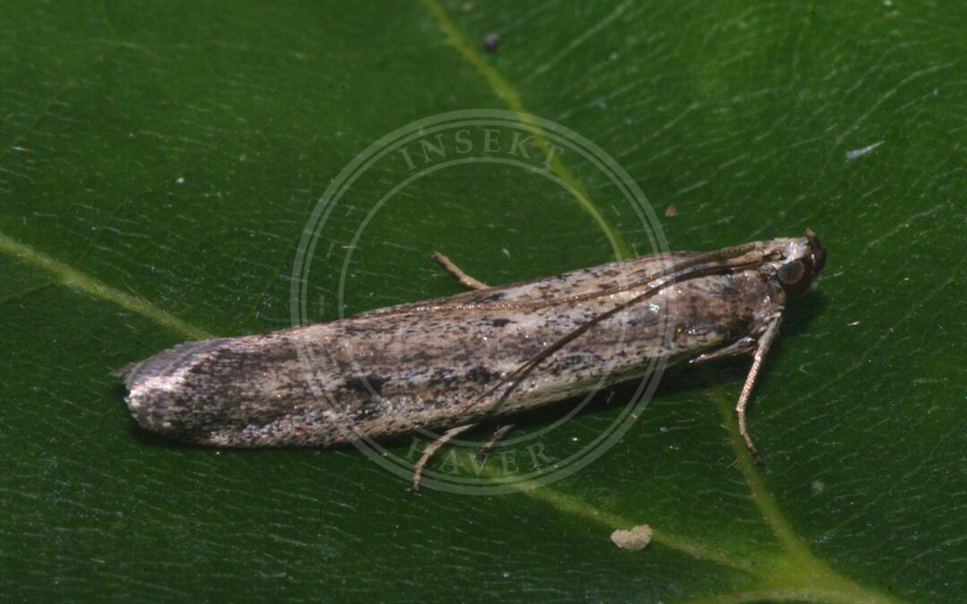 Homoeosoma nimbella