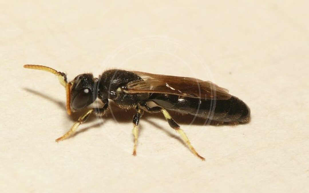 Her ses et billede af arten Hornmaskebi (Hylaeus cornutus). Fotoet er taget af Dick Belgers (Waarneming.nl) og hentet fra Wikimedia Commons (CC BY 3.0).