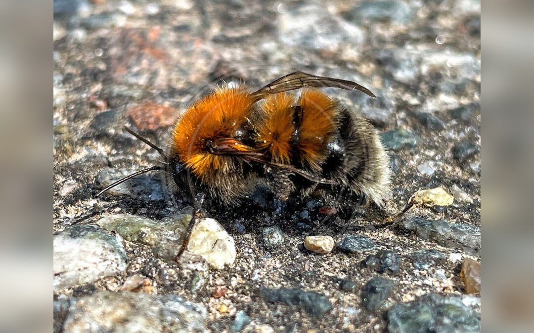 Hushumle – Bombus hypnorum
