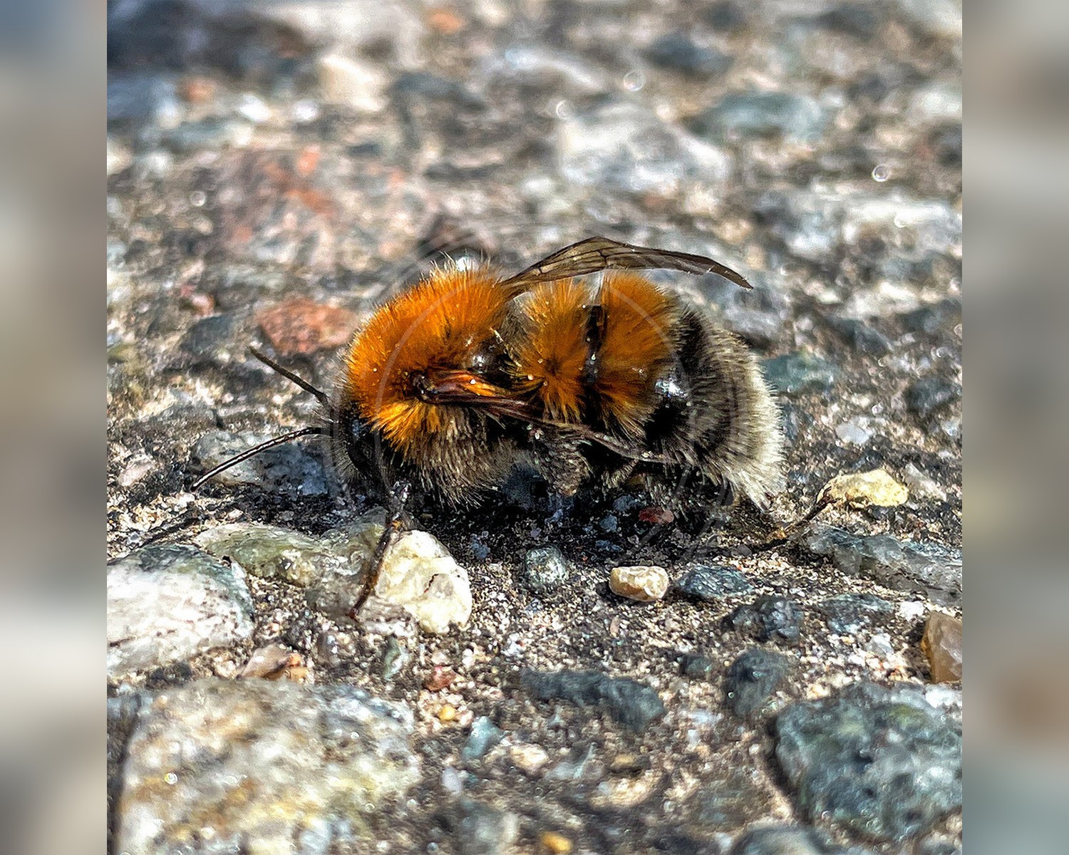 Her ses et billede af arten Hushumle (Bombus hypnorum). Fotoet er taget af Kai Löhr og hentet fra iNaturalist (CC BY).