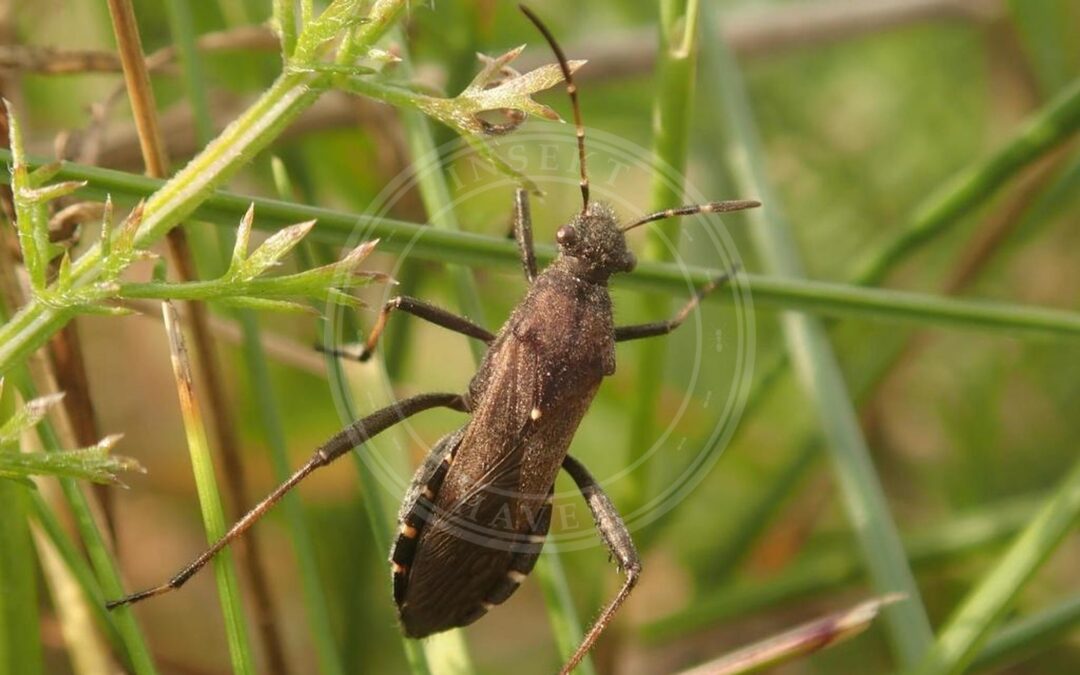 Her ses et billede af arten Hvepsetæge (Alydus calcaratus). Fotoet er taget af Alexis Tinker-Tsavalas og hentet fra iNaturalist (CC BY).