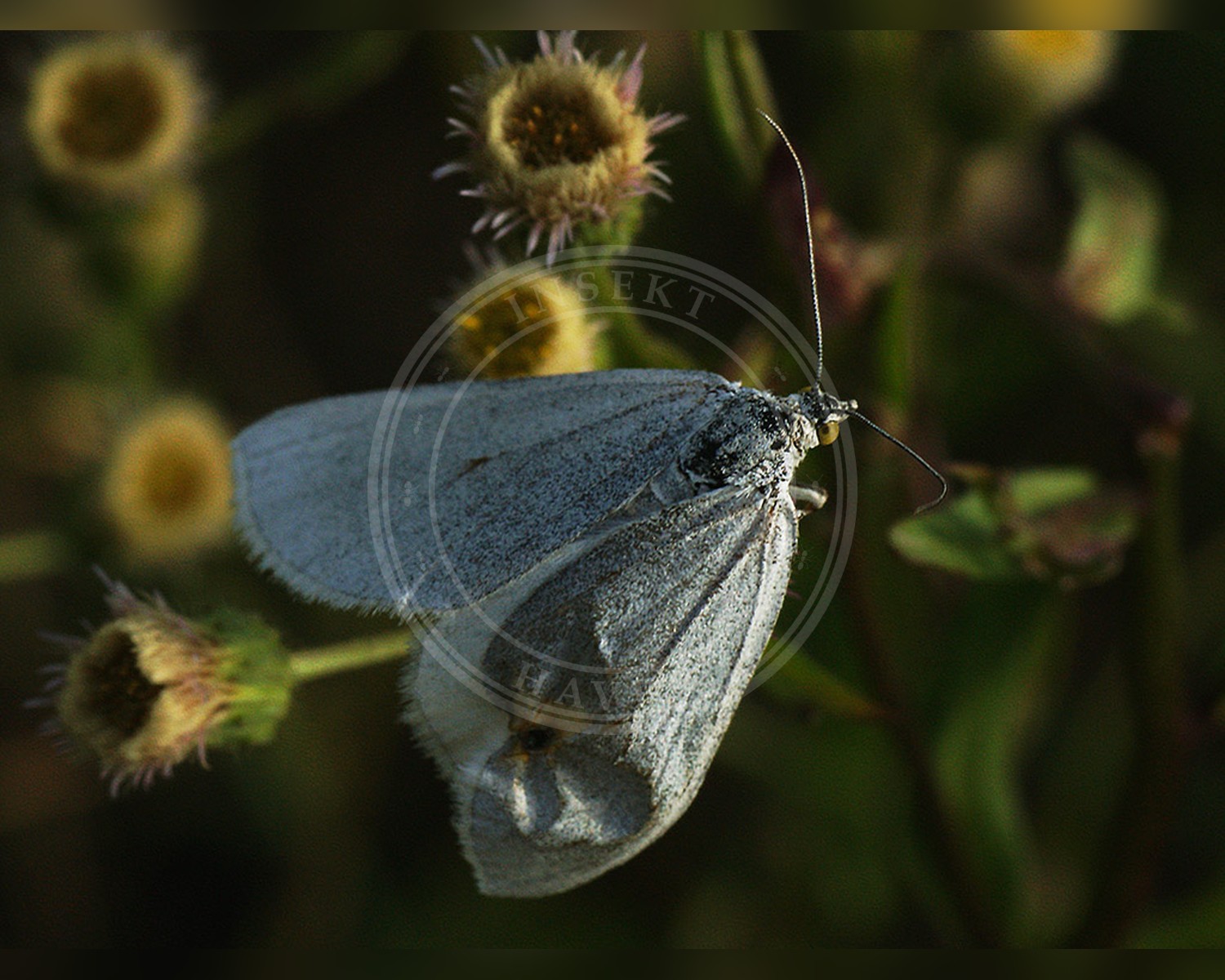 Her ses et billede af arten Hvid Pukkelmåler (Lithostege farinata). Fotoet er taget af Ilia Ustyantsev og hentet fra Wikimedia Commons (CC BY-SA 2.0).
