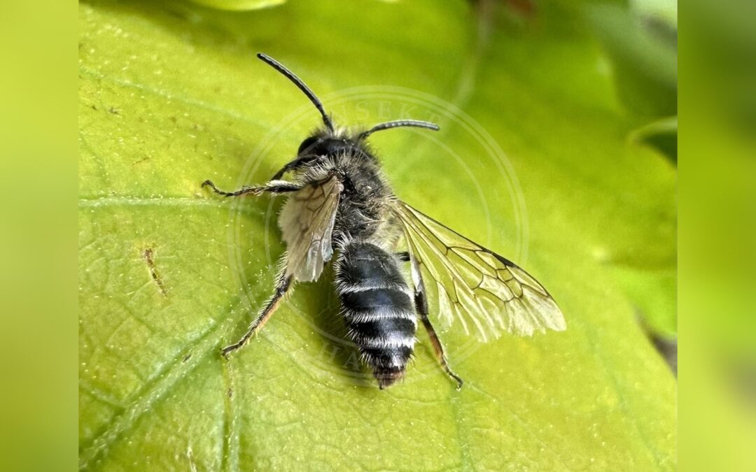 Her ses et billede af arten Hvidbåndet Jordbi (Andrena gravida). Fotoet er taget af Katrin Simon og hentet fra iNaturalist (CC BY).
