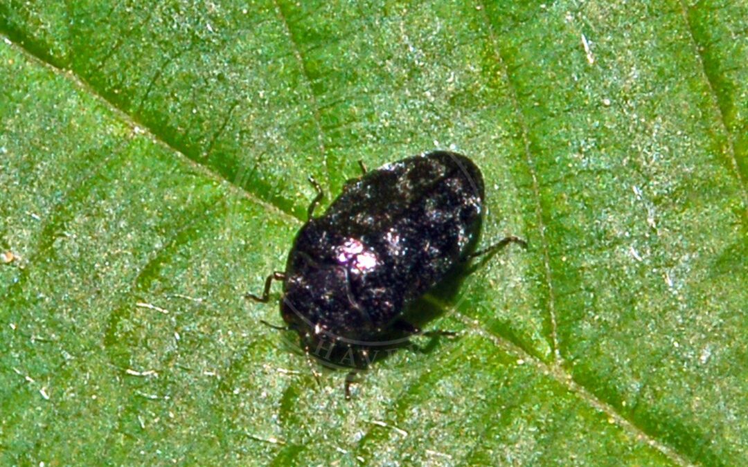 Her ses et billede af arten Hvidbåndet Pragtbille (Trachys minutus). Fotoet er taget af Hectonichus og hentet fra Wikimedia Commons (CC BY-SA 3.0).