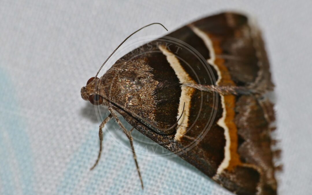 Her ses et billede af arten Hvidbjaelket Ugle (Grammodes stolida). Fotoet er taget af Bernard DUPONT og hentet fra Wikimedia Commons (CC BY-SA 2.0).
