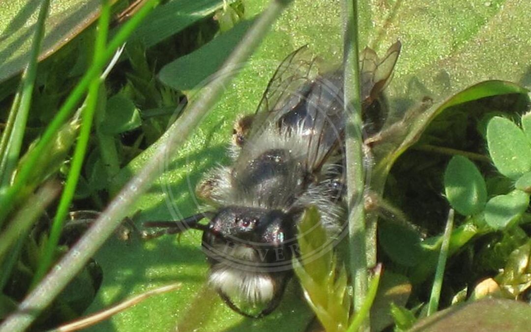 Her ses et billede af arten Hvidbrystet Jordbi (Andrena vaga). Fotoet er taget af Bj.schoenmakers og hentet fra Wikimedia Commons (CC0).
