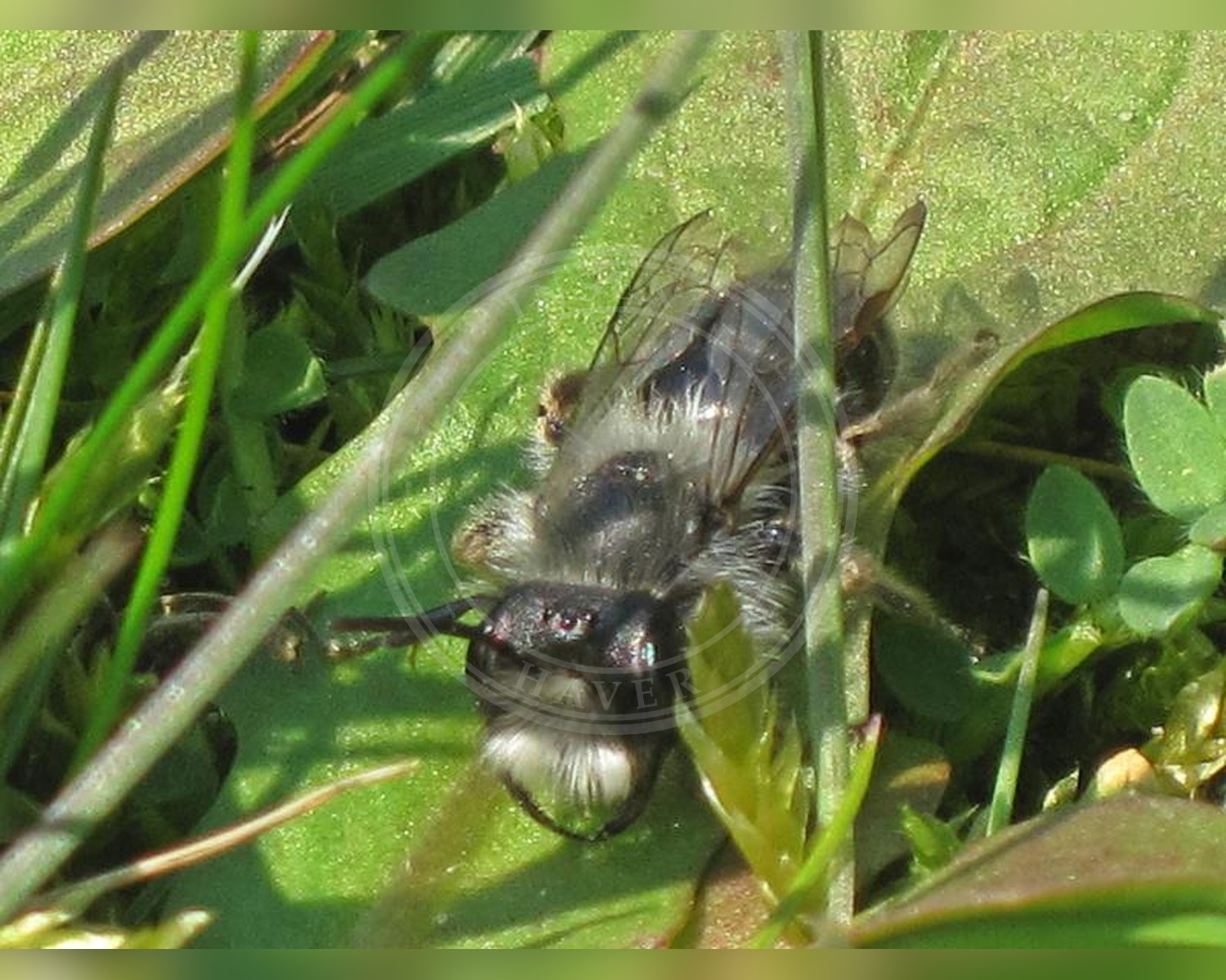 Her ses et billede af arten Hvidbrystet Jordbi (Andrena vaga). Fotoet er taget af Bj.schoenmakers og hentet fra Wikimedia Commons (CC0).
