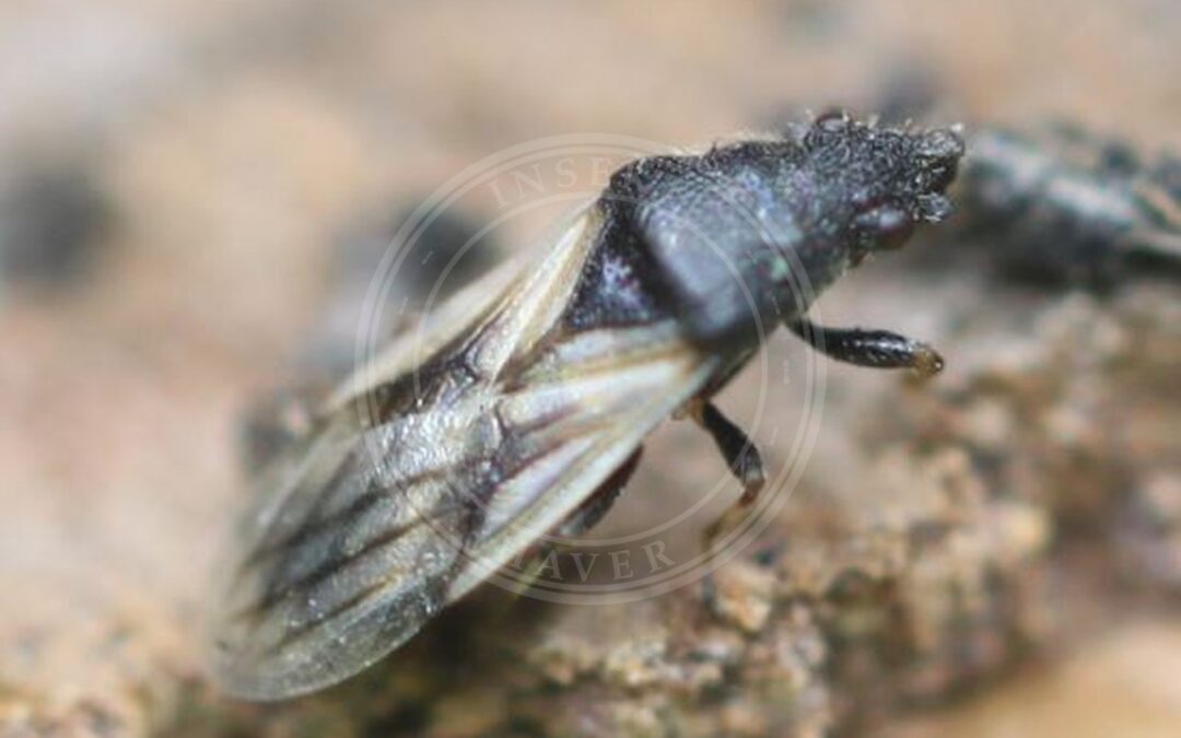 Her ses et billede af arten Hvidhåret Frøtæge (Metopoplax ditomoides). Fotoet er taget af Slimguy og hentet fra Wikimedia Commons (CC BY 4.0).