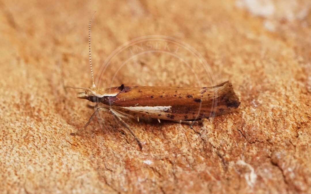 Her ses et billede af arten Hvidliniet Møl (Ypsolopha parenthesella). Fotoet er taget af Ben Sale og hentet fra Wikimedia Commons (CC BY 2.0).