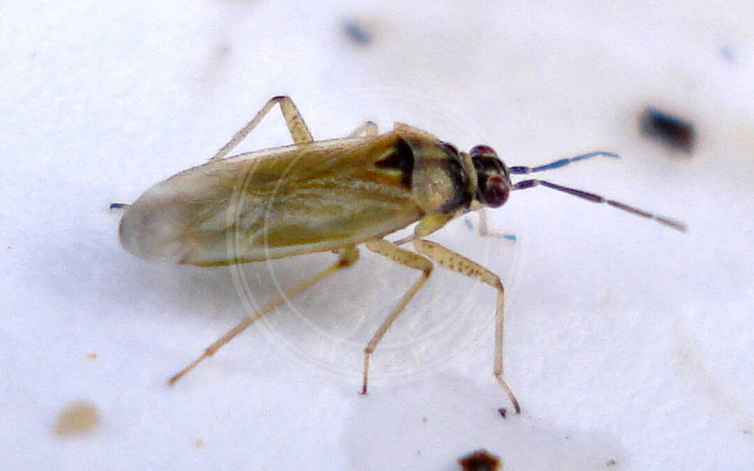 Her ses et billede af arten Hvidplettet Blomstertæge (Dicyphus annulatus). Fotoet er taget af Mick Talbot og hentet fra Wikimedia Commons (CC BY 2.0).