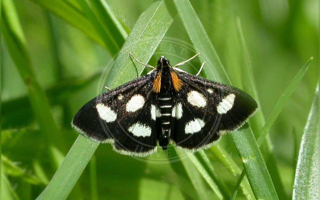 Her ses et billede af arten Hvidplettet Halvmøl (Anania funebris). Fotoet er taget af Patrick Clement og hentet fra Wikimedia Commons (CC BY 2.0).