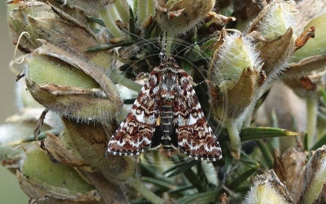 Her ses et billede af arten Hvidplettet Lyngugle (Anarta myrtilli). Fotoet er taget af Katherine King og hentet fra iNaturalist (CC BY).