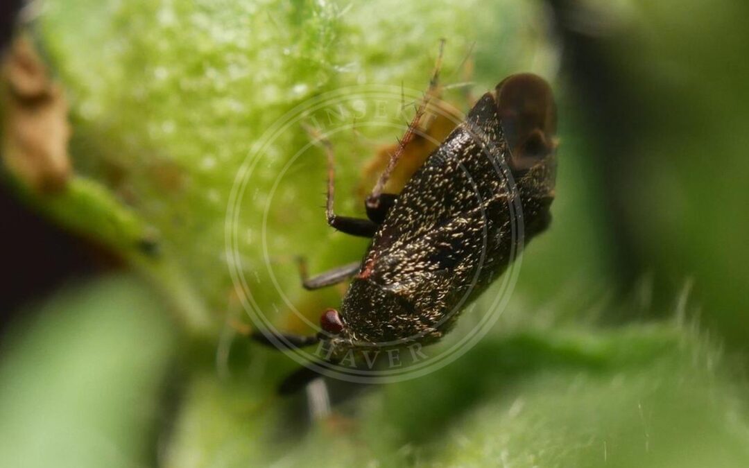 Her ses et billede af arten Hvidtjørnblomstertæge (Atractotomus mali). Fotoet er taget af Alexis Tinker-Tsavalas og hentet fra iNaturalist (CC BY).