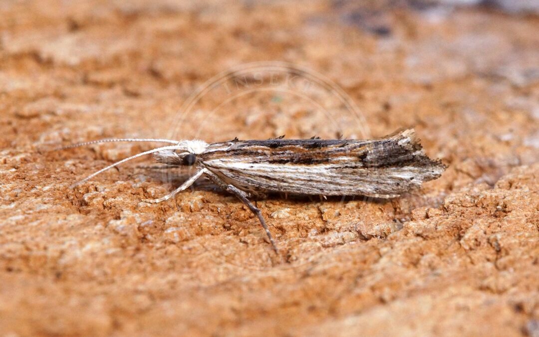 Her ses et billede af arten Hvidtjørnemøl (Ypsolopha scabrella). Fotoet er taget af Ben Sale og hentet fra Wikimedia Commons (CC BY 2.0).