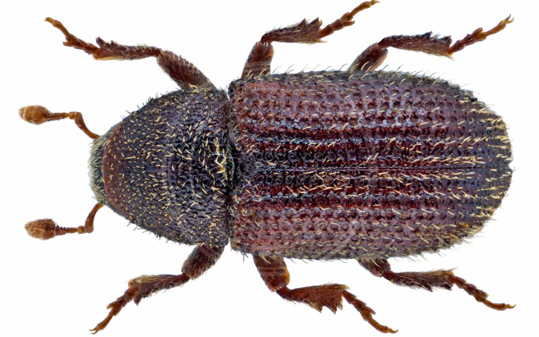Her ses et billede af arten Hylastinus obscurus. Fotoet er taget af Udo Schmidt og hentet fra Wikimedia Commons (CC BY-SA 2.0).