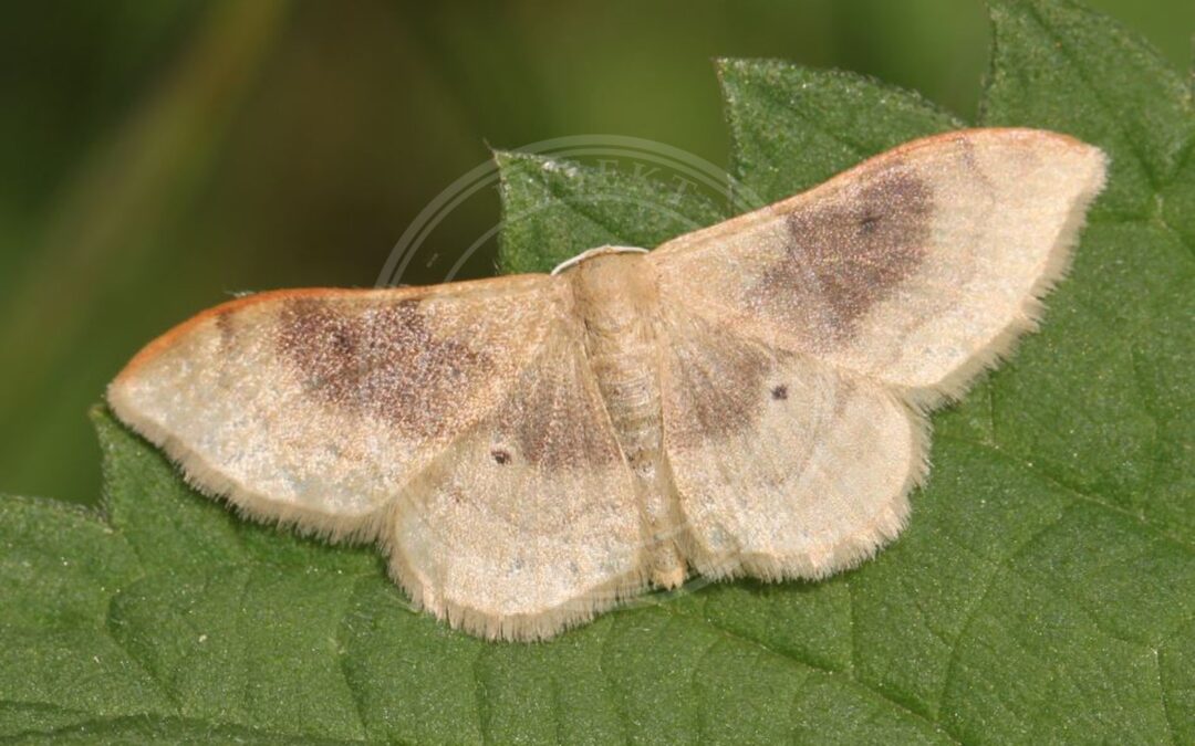 Idaea degeneraria – Idaea degeneraria