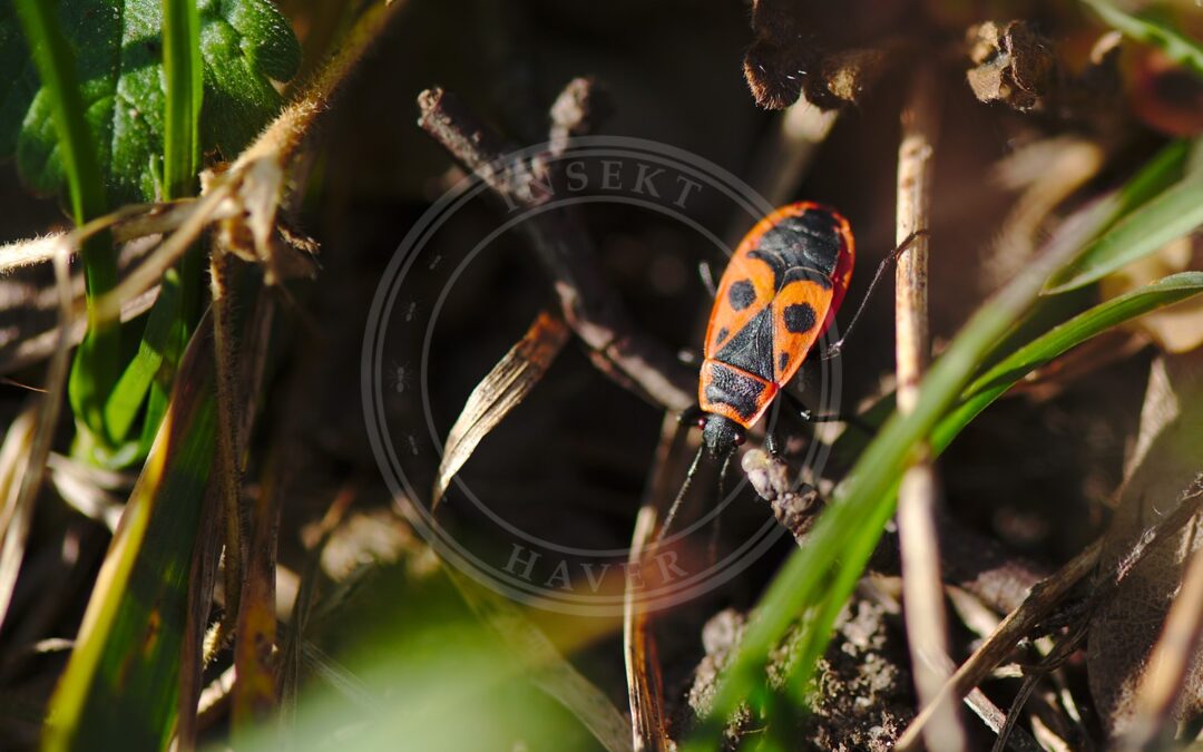 Her ses et billede af arten Ildtæge (Pyrrhocoris apterus). Fotoet er taget af Flocci Nivis og hentet fra Wikimedia Commons (CC BY 4.0).