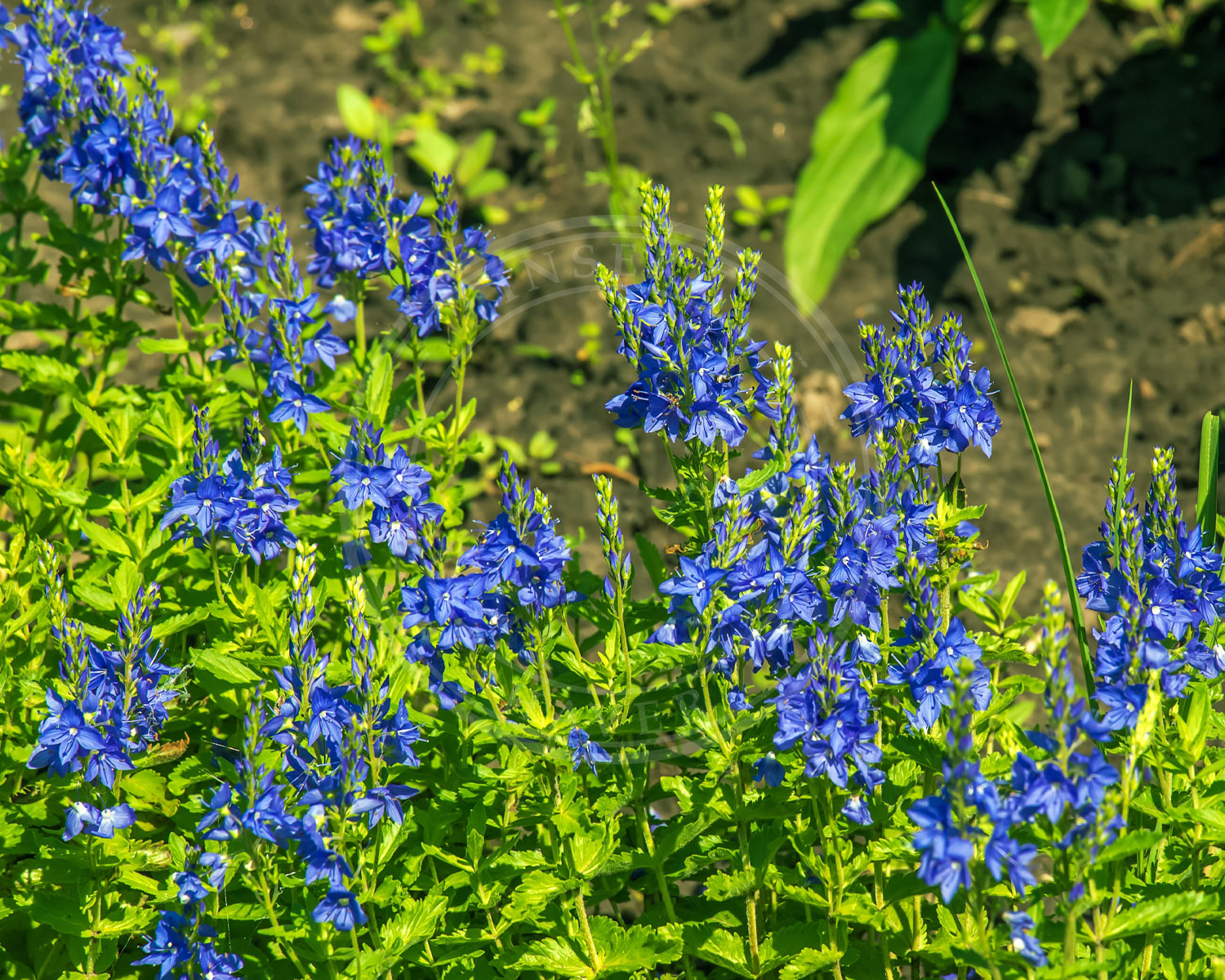 insekthaver_bredbladet-aerenpris_1 Bredbladet Ærenpris med de fine blå blomster