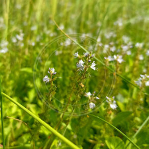 Læge-Ærenpris med sine fine små lyse lilla blomster