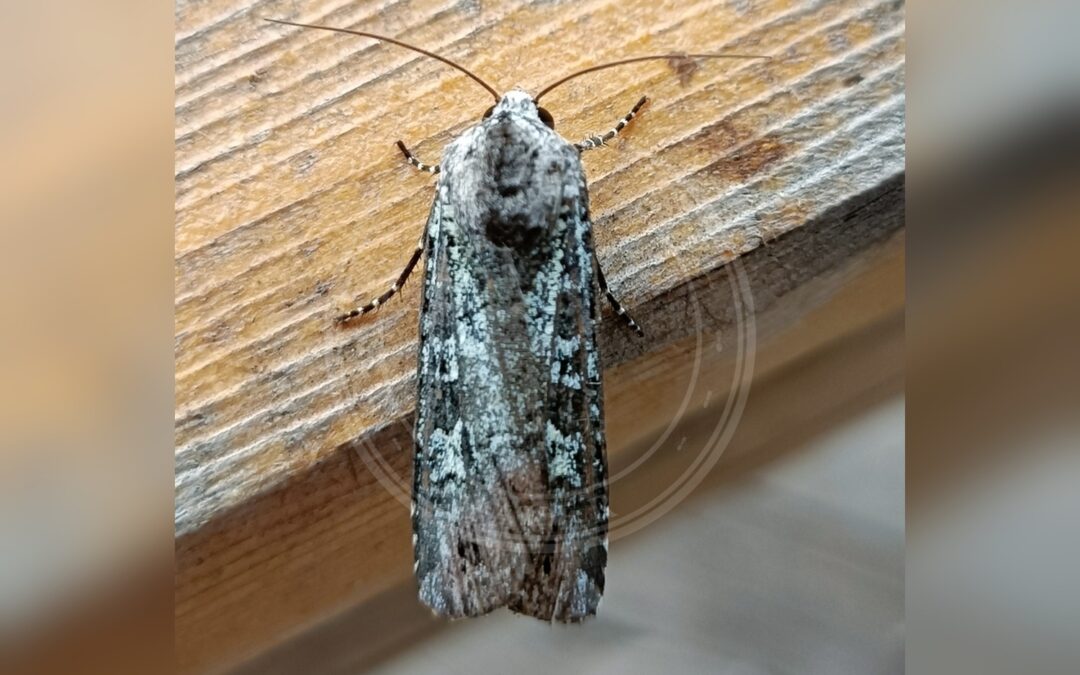 Her ses et billede af arten Irgrøn Ugle (Actebia praecox). Billedet er hentet fra iNaturalist (CC0).
