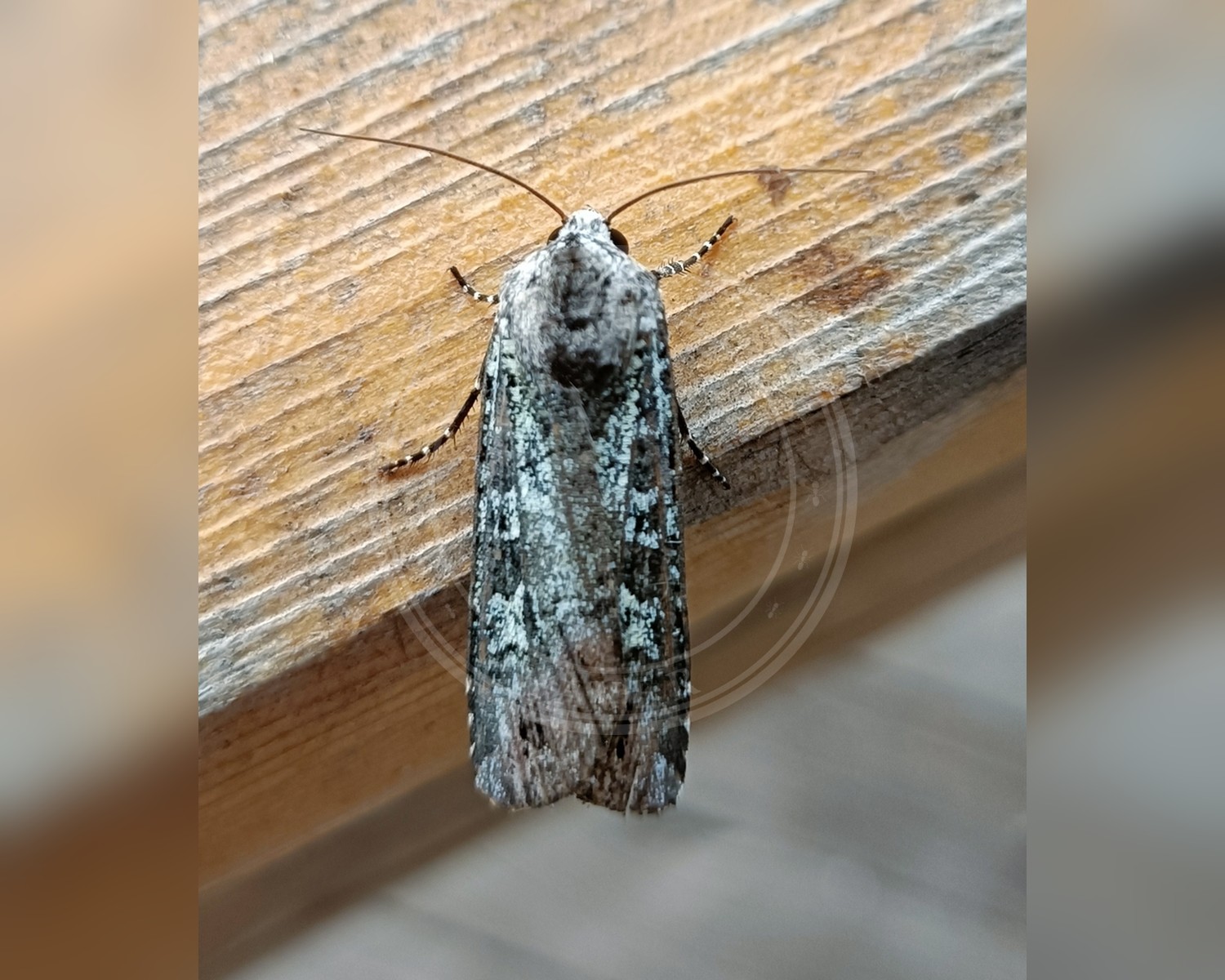 Her ses et billede af arten Irgrøn Ugle (Actebia praecox). Billedet er hentet fra iNaturalist (CC0).