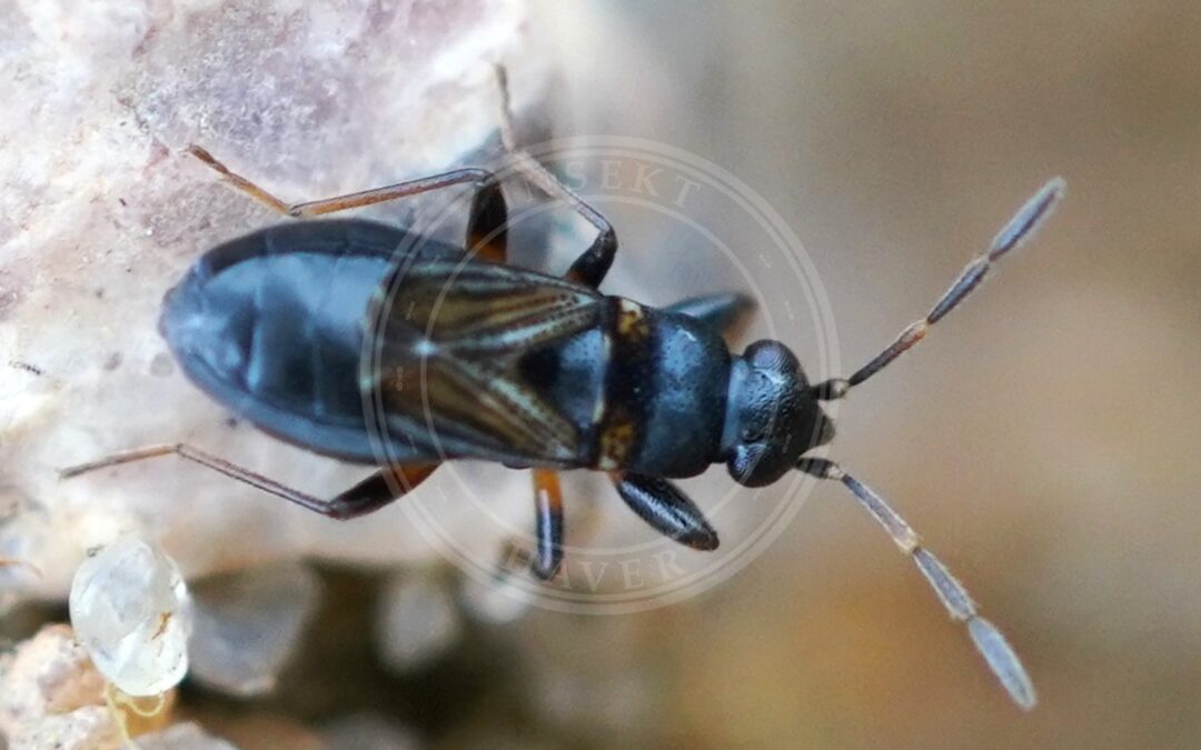 Her ses et billede af arten Ischnocoris angustulus. Fotoet er taget af AfroBrazilian og hentet fra Wikimedia Commons (CC BY-SA 4.0).