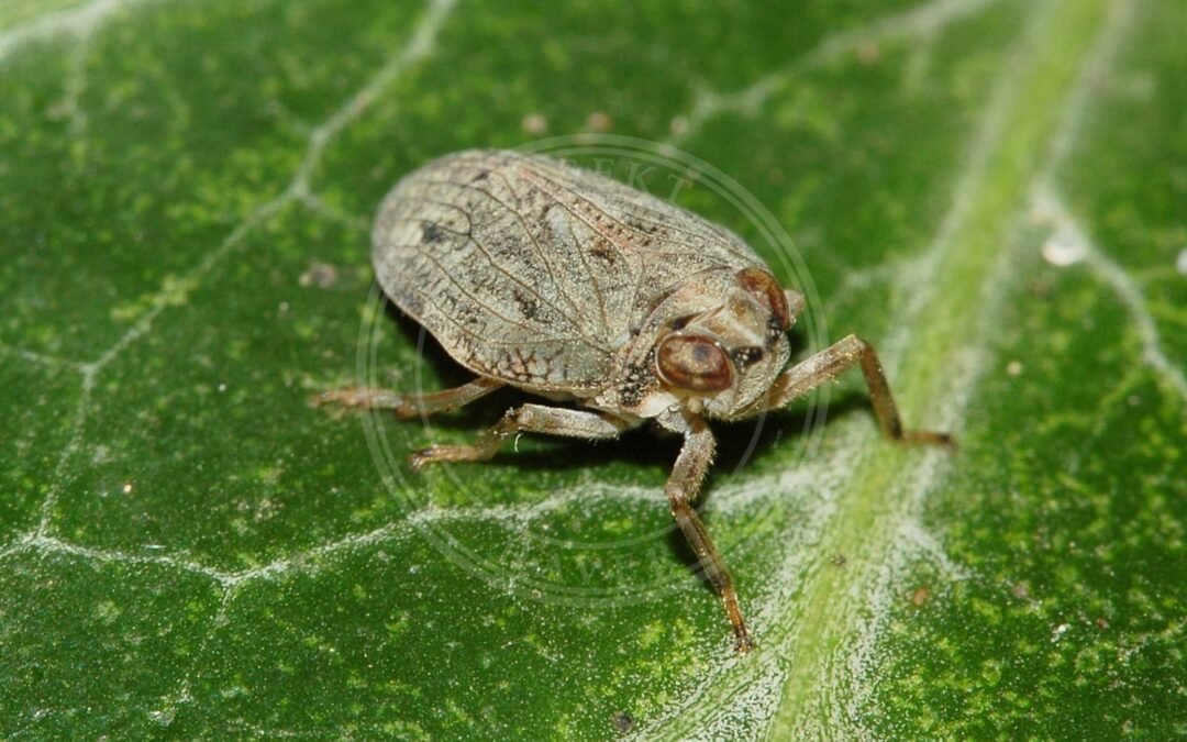 Her ses et billede af arten Issus coleoptratus. Fotoet er taget af Fritz Geller-Grimm og hentet fra Wikimedia Commons (CC BY-SA 2.5).