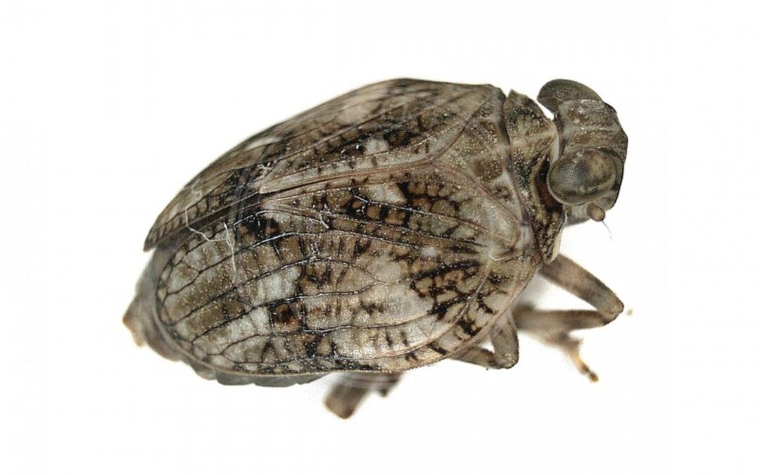Her ses et billede af arten Issus muscaeformis. Fotoet er taget af B. Schoenmakers (Waarneming.nl) og hentet fra Wikimedia Commons (CC BY 3.0).