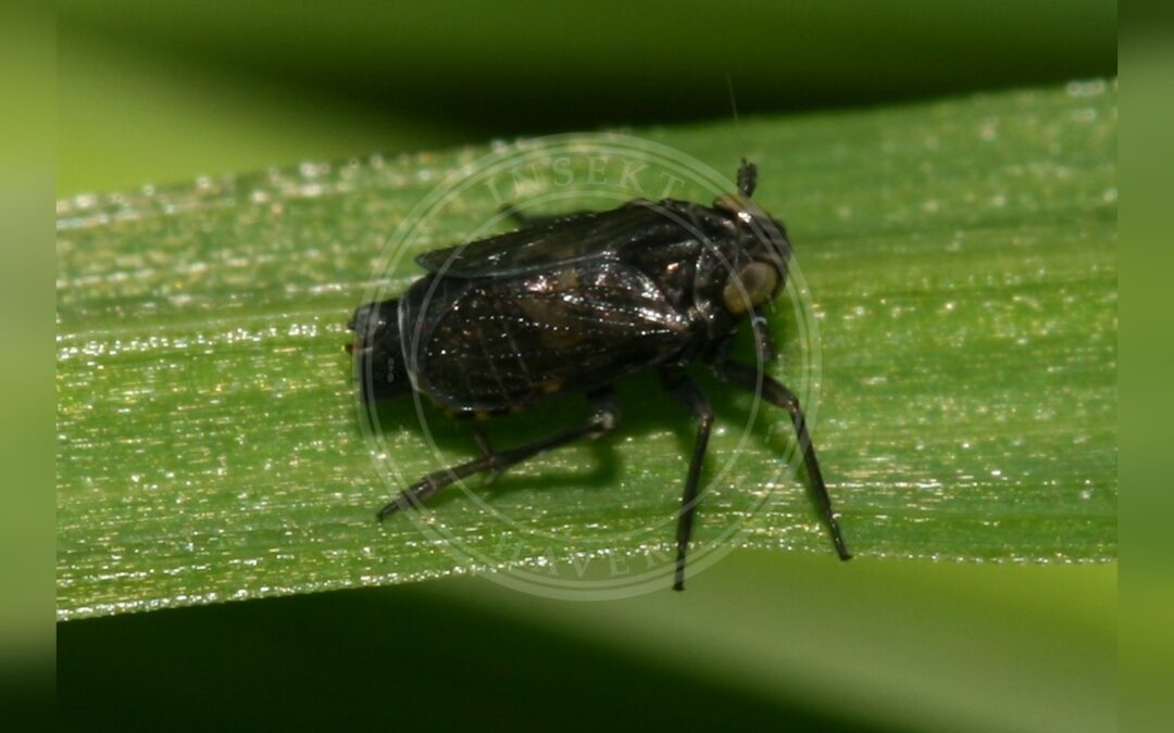 Her ses et billede af arten Javesella dubia. Fotoet er taget af Sandy Rae og hentet fra Wikimedia Commons (CC BY-SA 3.0).