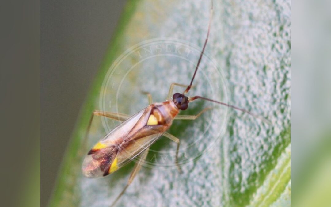 Her ses et billede af arten Jomfrublomstertæge (Campyloneura virgula). Fotoet er taget af Slimguy og hentet fra Wikimedia Commons (CC BY 4.0).