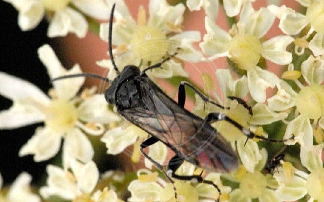 Her ses et billede af arten Jordbærbladhveps (Monophadnoides rubi). Fotoet er taget af James K. Lindsey og hentet fra Wikimedia Commons (CC BY-SA 3.0).