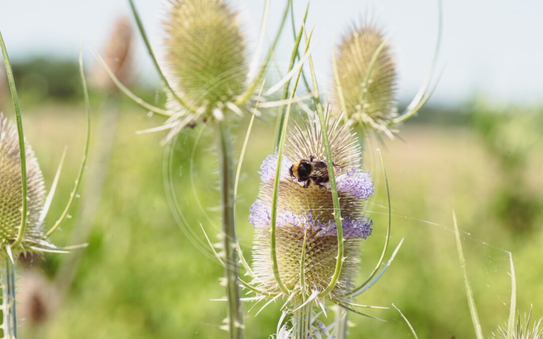 Jordboende Humle – Bombus subterraneus