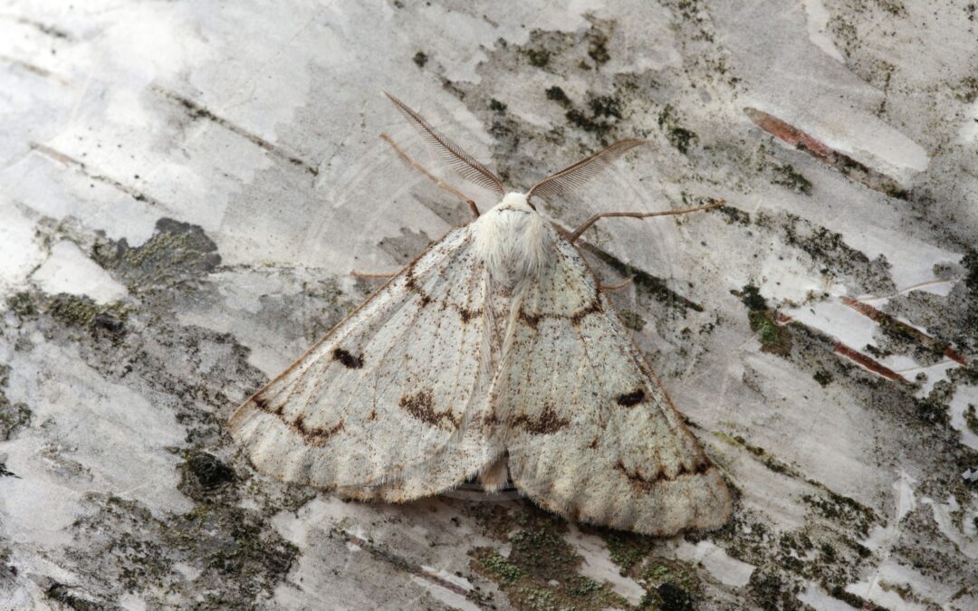 Her ses et billede af arten Jysk Lyngmåler (Dyscia fagaria). Fotoet er taget af Patrick Clement og hentet fra Wikimedia Commons (CC BY 2.0).