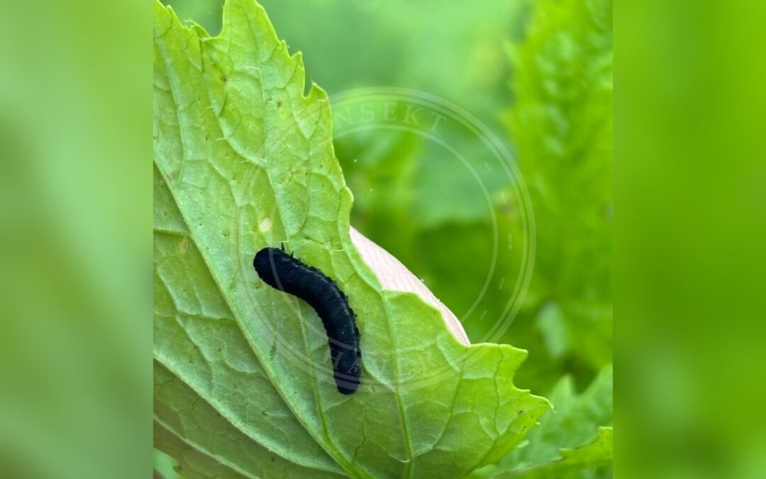 Her ses et billede af en larve af arten Kålbladhveps (Athalia rosae). Fotoet er taget af Quirijn V og hentet fra iNaturalist (CC BY).