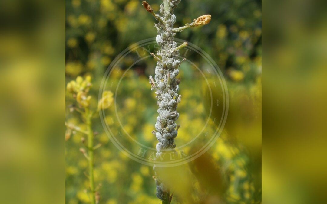 Her ses et billede af arten Kålbladlus (Brevicoryne brassicae). Fotoet er taget af AnRo0002 og hentet fra Wikimedia Commons (CC0).
