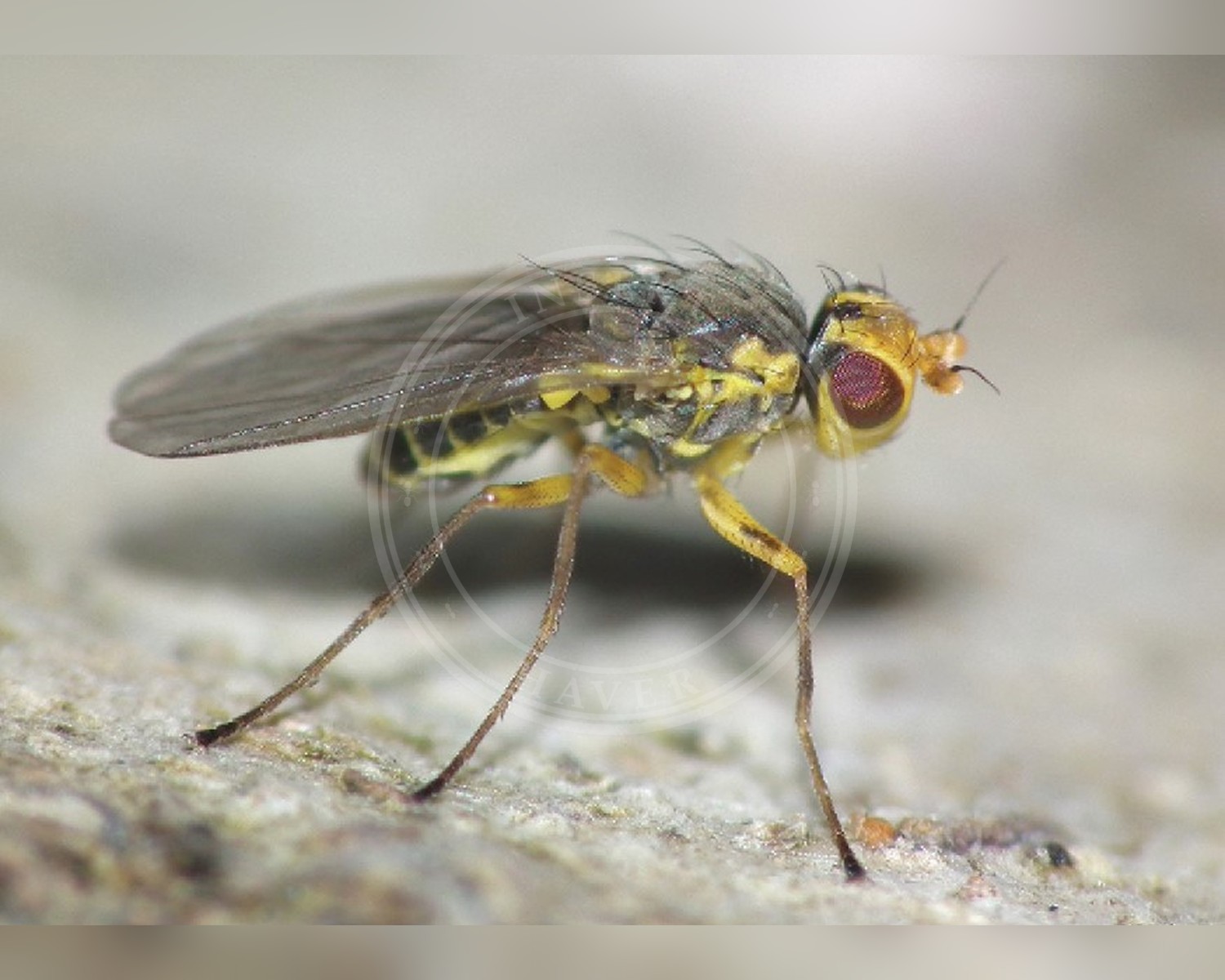 Her ses et billede af arten Kålminérflue (Phytomyza rufipes). Fotoet er taget af Lonsdale O., Murphy S. T., Scheffer S. J. og hentet fra Wikimedia Commons (CC BY 4.0).