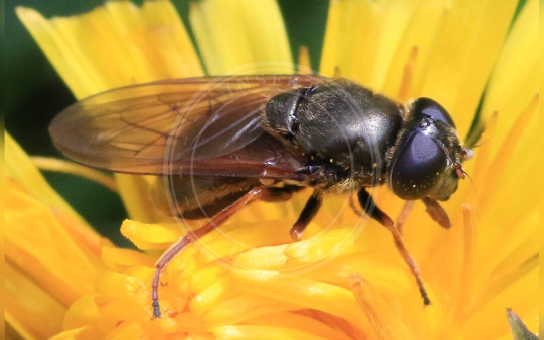 Her ses et billede af arten Kabbeleje-Urtesvirreflue (Cheilosia fraterna). Fotoet er taget af S. Rae og hentet fra Wikimedia Commons (CC BY 2.0).