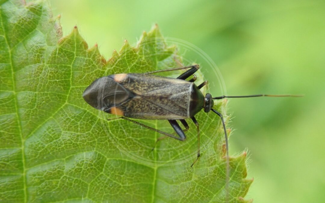 Her ses et billede af arten Kællingetandtæge (Adelphocoris seticornis). Fotoet er taget af bigayon og hentet fra iNaturalist (CC BY).