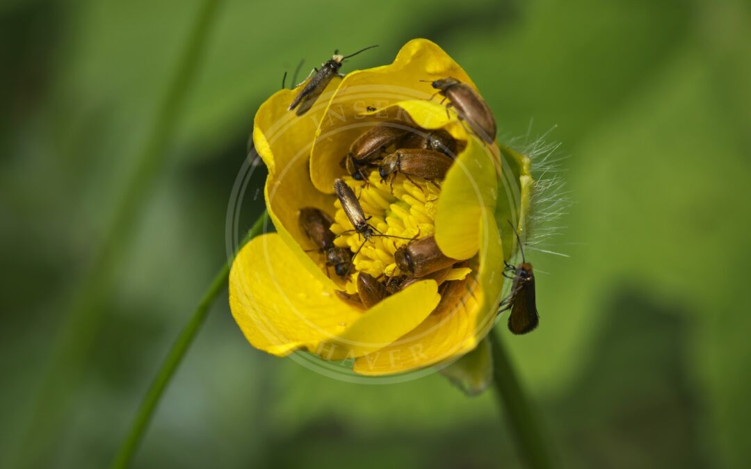 Kærursommerfugl – Micropterix calthella