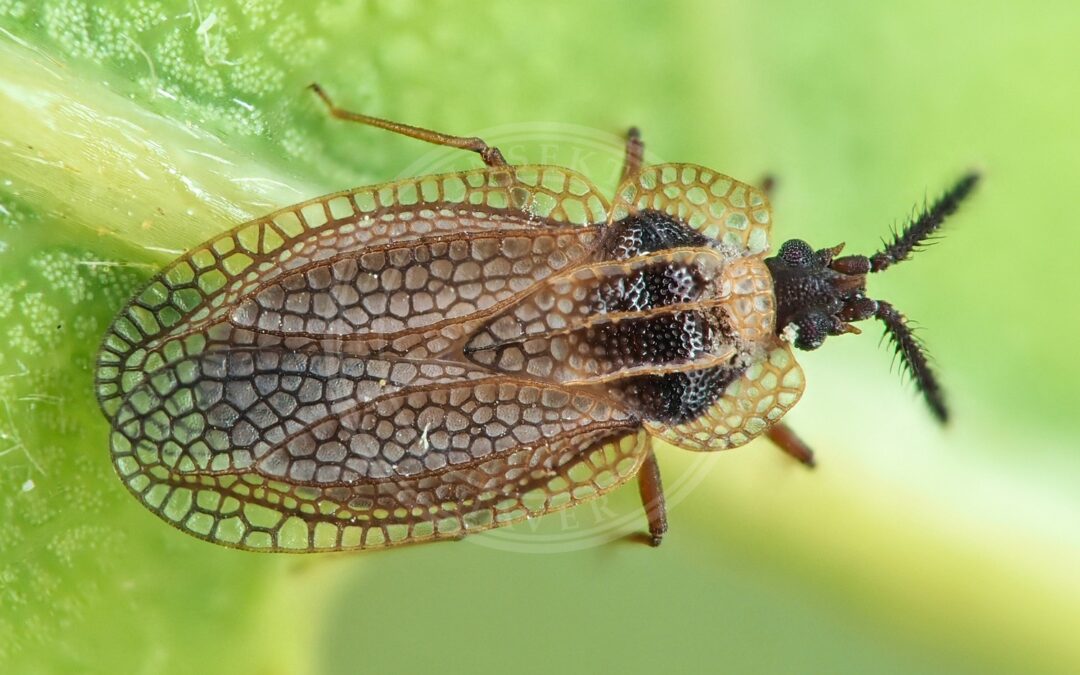Her ses et billede af arten Kalama tricornis. Fotoet er taget af Gilles San Martin og hentet fra Wikimedia Commons (CC BY-SA 2.0).