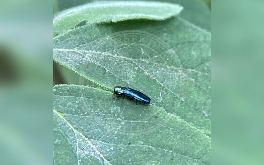 Her ses et billede af arten Kaprifoliepragtbille (Agrilus cyanescens). Billedet er hentet fra iNaturalist (CC0).