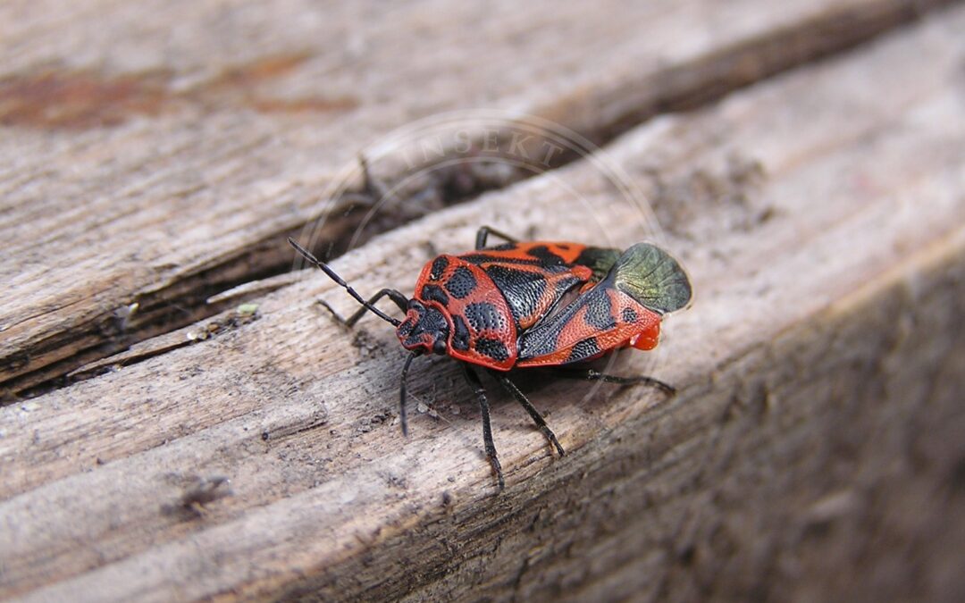 Her ses et billede af arten Karsetæge (Eurydema dominulus). Fotoet er taget af Andrey Butko og hentet fra Wikimedia Commons (CC BY-SA 3.0).