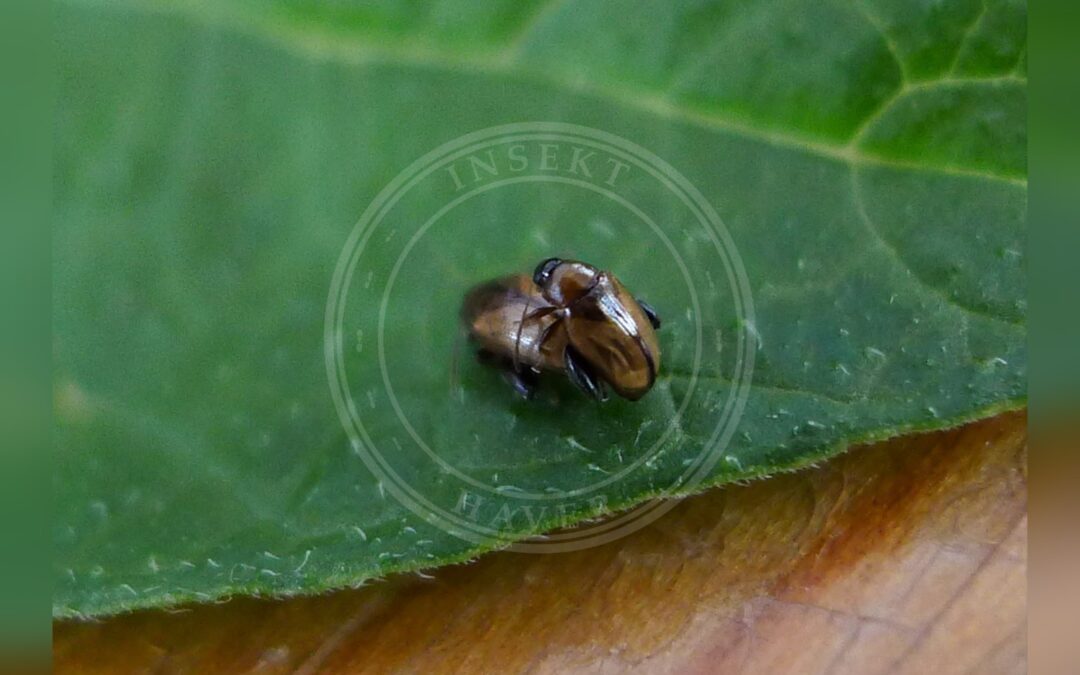 Her ses et billede af arten Kartoffeljordloppe (Psylliodes affinis). Fotoet er taget af gailhampshire from Cradley, Malvern, U.K og hentet fra Wikimedia Commons (CC BY 2.0).