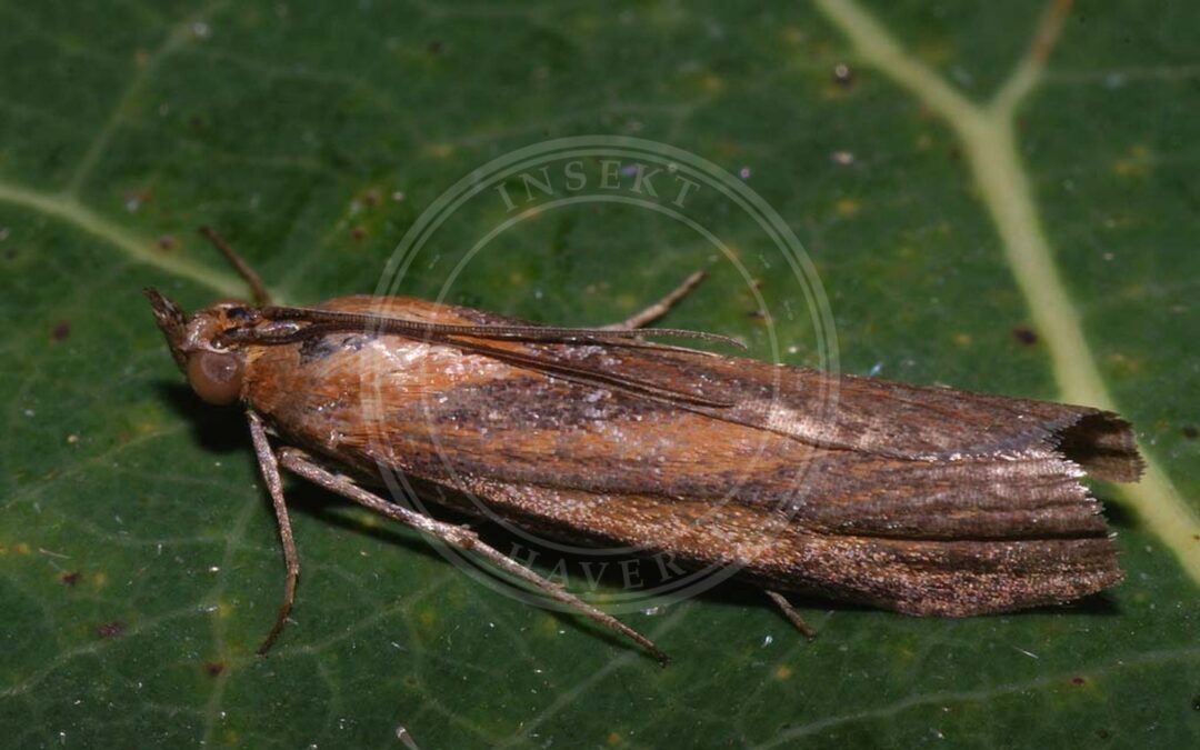 Her ses et billede af arten Kastaniebrunt Halvmøl (Selagia spadicella). Fotoet er taget af Ilia Ustyantsev og hentet fra Wikimedia Commons (CC BY-SA 2.0).