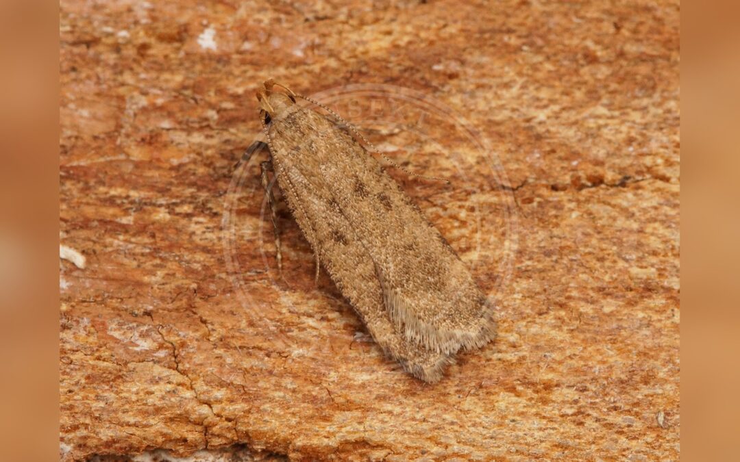 Her ses et billede af arten Katostmøl (Pexicopia malvella). Fotoet er taget af Ben Sale og hentet fra Wikimedia Commons (CC BY 2.0).
