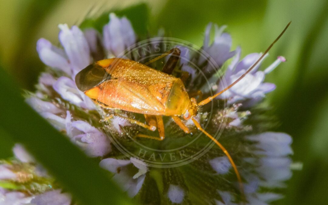 Her ses et billede af arten Kattehaletæge (Adelphocoris ticinensis). Fotoet er taget af Paul Winter og hentet fra iNaturalist (CC BY).