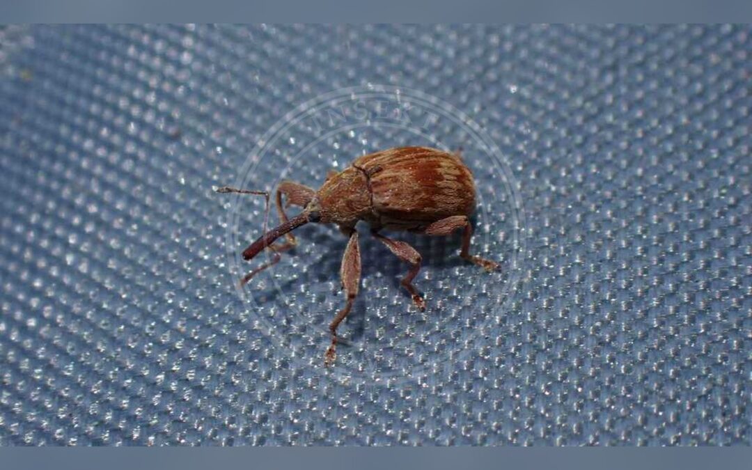 Her ses et billede af arten Kirsebærsnudebille (Anthonomus rectirostris). Fotoet er taget af Sascha Nunheim og hentet fra iNaturalist (CC BY).