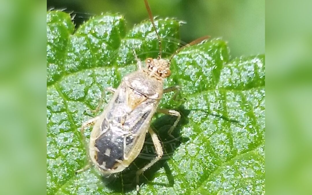 Her ses et billede af arten Klarvinget Kanttæge (Liorhyssus hyalinus). Fotoet er taget af Slimguy og hentet fra Wikimedia Commons (CC BY-SA 4.0).