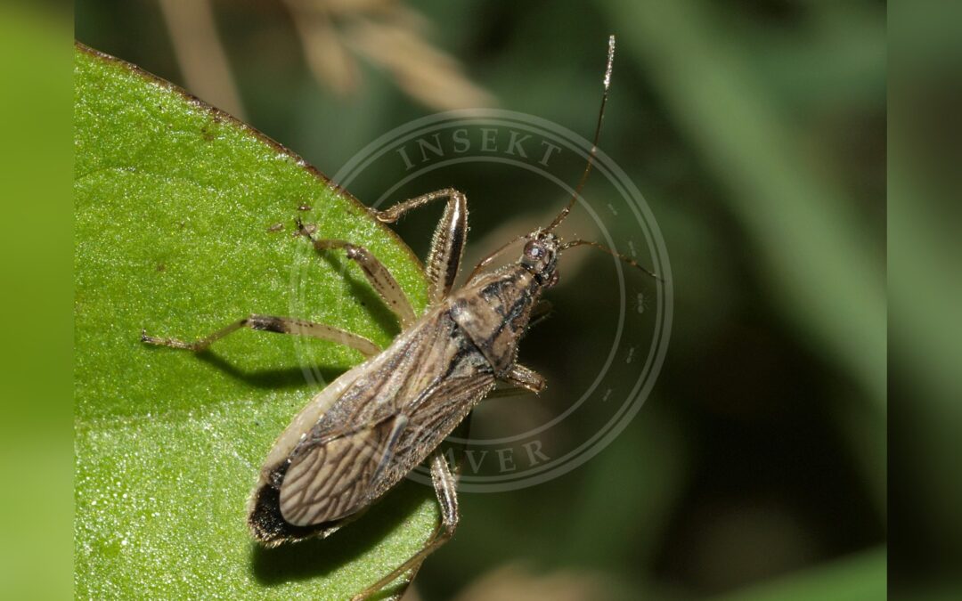 Her ses et billede af arten Klitnymfetæge (Himacerus major). Fotoet er taget af Line Sabroe og hentet fra Wikimedia Commons (CC BY 2.0).